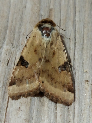 The Bordered Straw photo 2