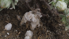 Stylocline intertexta