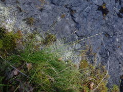 Media resource of Carex eburnea