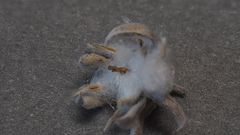 Stylocline intertexta