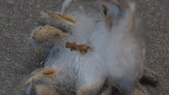 Stylocline intertexta