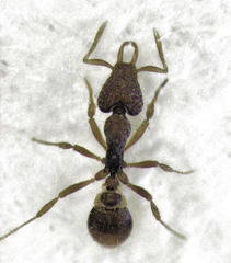 Strumigenys perplexa