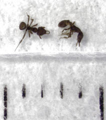 Strumigenys perplexa