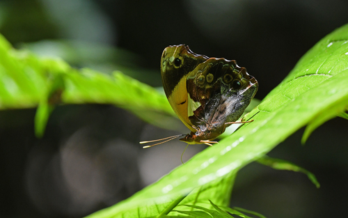 Epiphile lampethusa