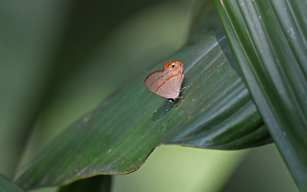 Euselasia crinon