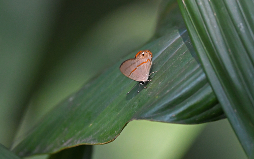 Euselasia crinon