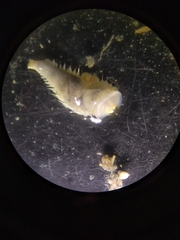 Pectinariidae