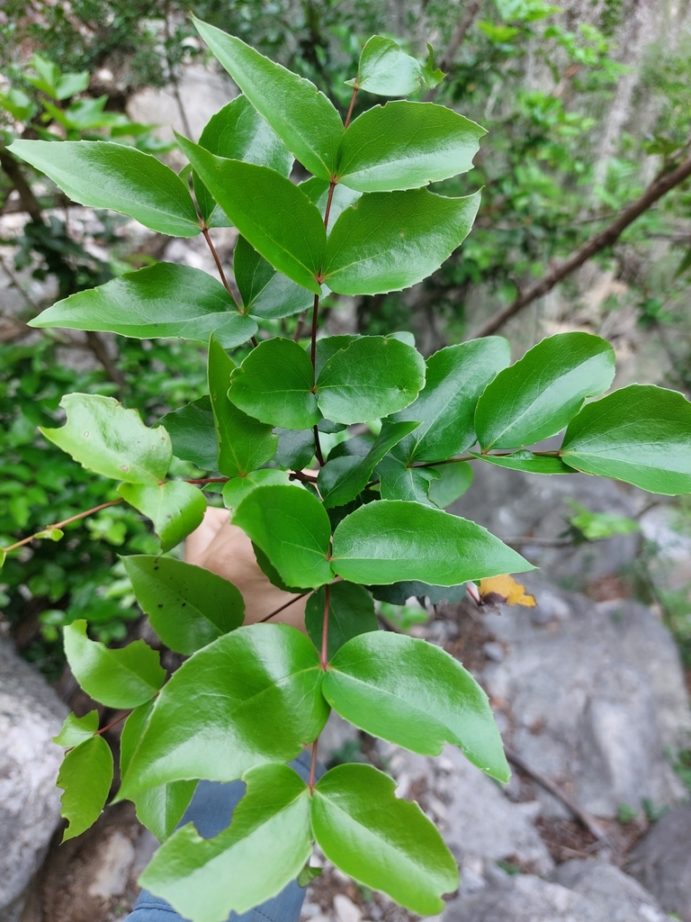 Berberis gracilis from 67674 N.L., México on October 15, 2023 at 12:27 ...