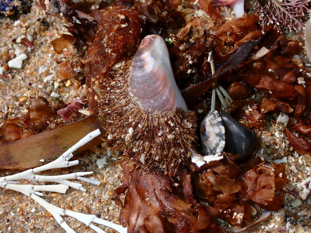 Hairy Mussel from Central Coast NSW, Australia on October 10, 2023 at 1020 AM by Adrian Gale