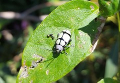 Omophoita octoguttata