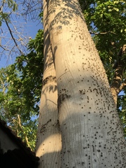 Ceiba pentandra