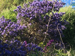 Ceanothus
