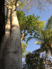 Ceiba pentandra