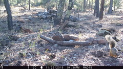 Sciurus nayaritensis apache