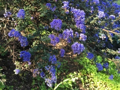 Ceanothus