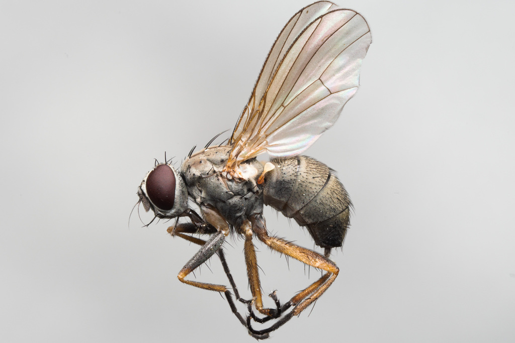 Coenosia bilineella