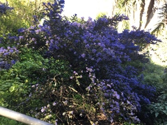Ceanothus