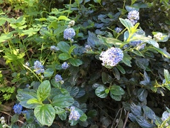Ceanothus