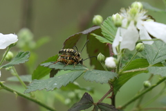 Typocerus