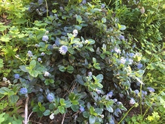 Ceanothus