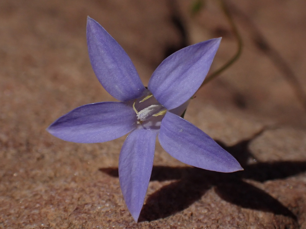 Mallee Annual-bluebell