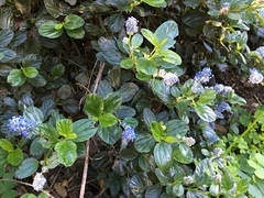 Ceanothus