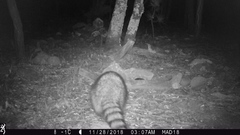 Procyon lotor hernandezii