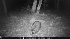 Procyon lotor hernandezii