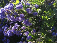 Apis mellifera