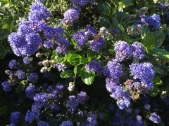 Apis mellifera
