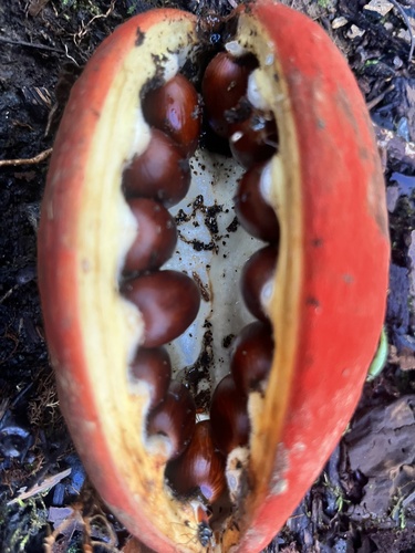 Sterculia megistophylla, photograph 2