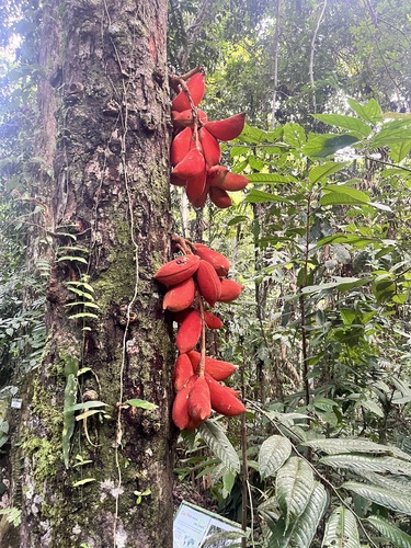 Sterculia megistophylla, photograph 1