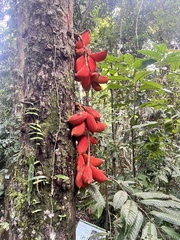 Sterculia megistophylla, photograph Meng-Ying Tsai, CC0, iNaturalist via GBIF