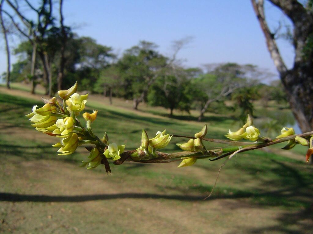 Polystachya vaginata