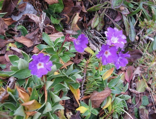 Image of Primula glaucescens by (c) Marco Mussita, some rights reserved (CC BY)