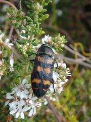 Temognatha mitchellii