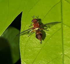 Bactrocera tryoni