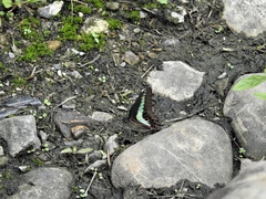 Graphium sarpedon connectens