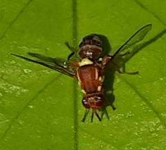 Bactrocera tryoni