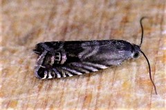 Grapholita eclipsana