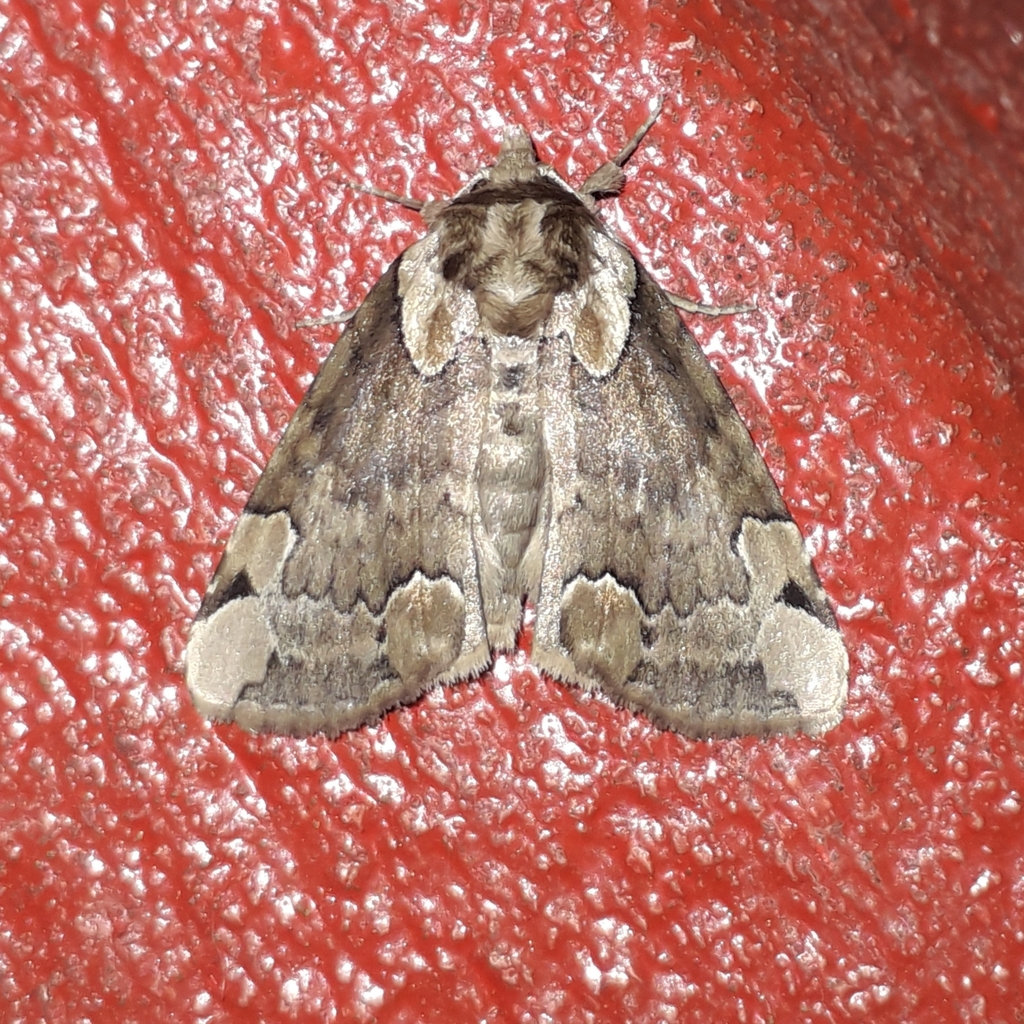 Thyatira hedemanni