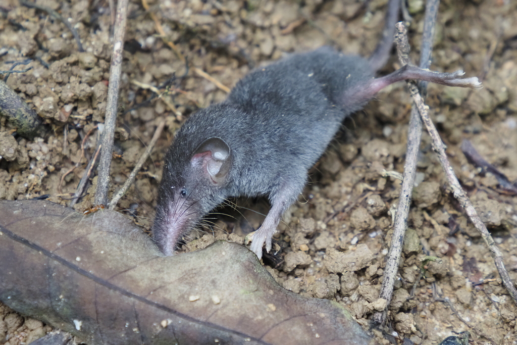 Asian House Shrew from 香港八仙嶺 on August 1, 2023 at 09:52 AM by emanon ...