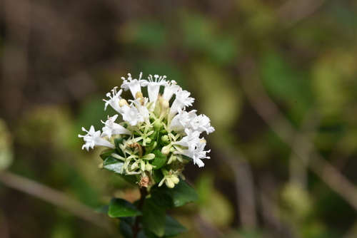 Abelia chinensis