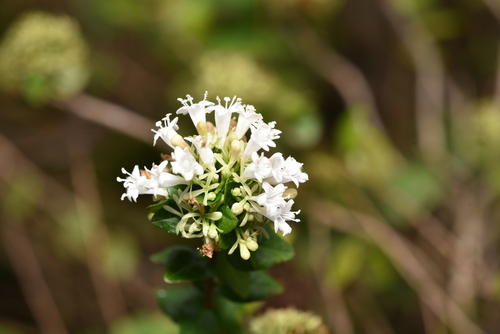 Abelia chinensis
