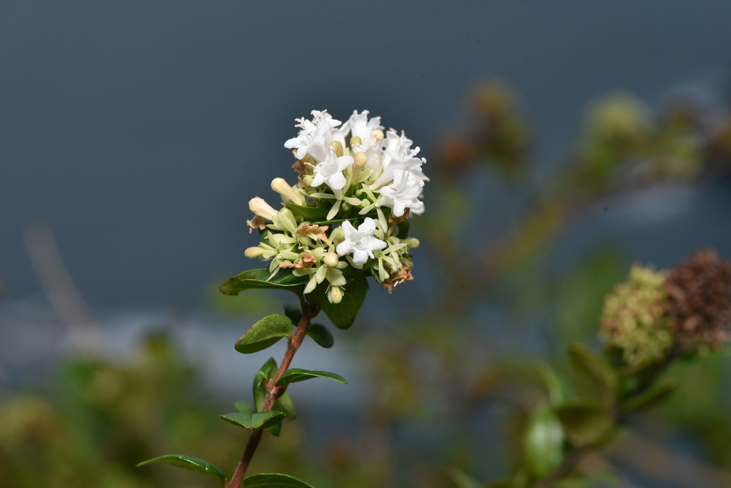Abelia chinensis, 202台灣基隆市中正區5QRM+7Q
