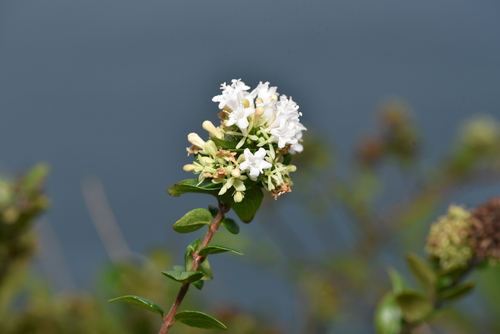 Abelia chinensis