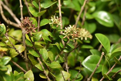 Abelia chinensis