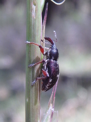 Aoplocnemis rufipes