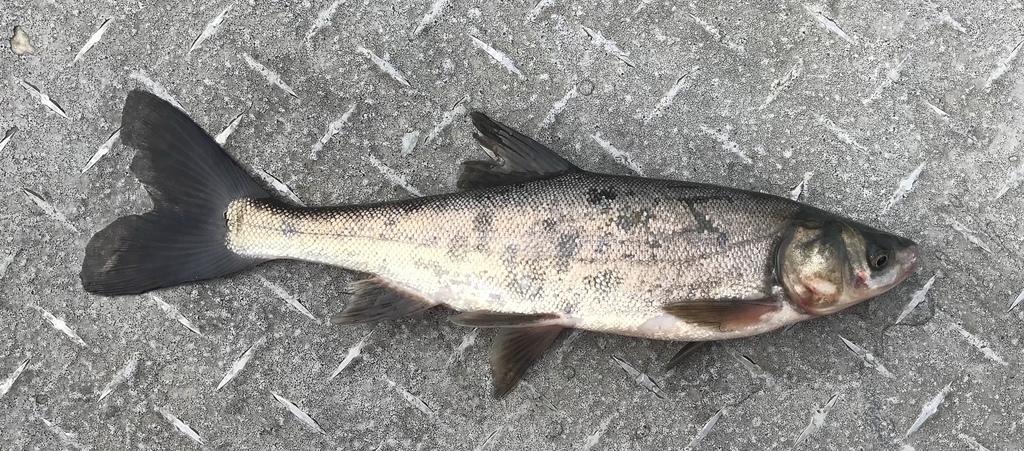 Sacramento Blackfish