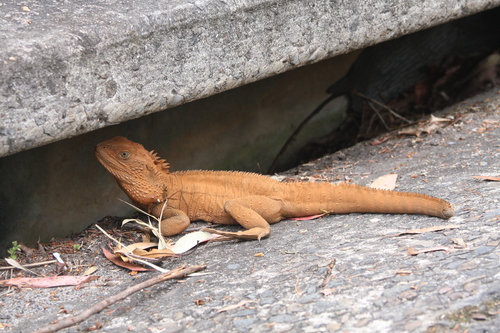 Eastern Water Dragon, Intellagama lesueurii